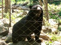 Senda Verde, proyecto de protección a vida silvestre