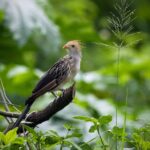 La voz de Diego Gutierrez- SBDA