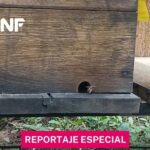 Cicatrices del fuego: Seis comunidades de la TCO Monte Verde enfrentan pérdidas y migración forzada