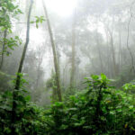 La voz de Marleny Guerrero – Voces del Chaco