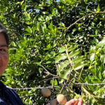 REFORESTAR PARA VIVIR: LA ALMENDRA CHIQUITANA, LA APUESTA DE YOROROBÁ PARA PROTEGER SU BOSQUE Y SU ECONOMÍA