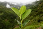 Legalización como solución al fracaso de la guerra contra las drogas