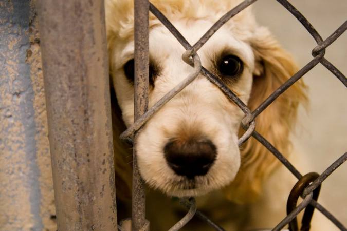 En La Paz Y El Alto El Maltrato Animal Esta A La Orden Del Dia Fundacion Para El Periodismo