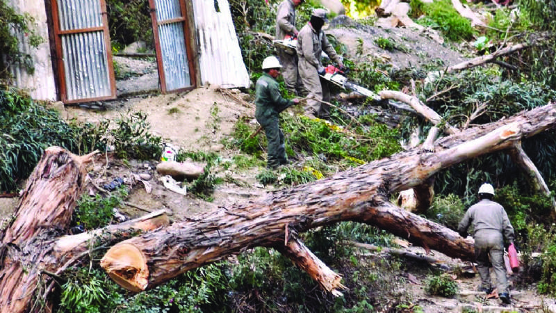 Áreas protegidas de La Paz y árboles urbanos están en constante peligro