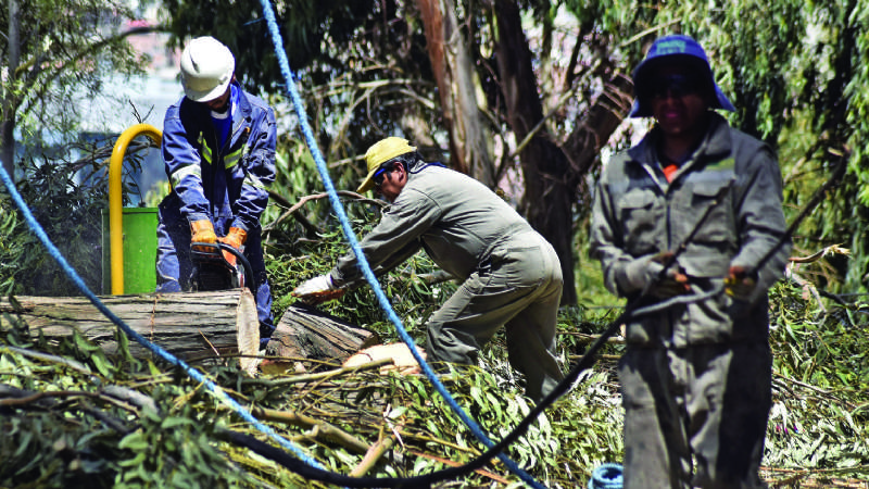 Pese a ser “intocables” en La Paz se talan árboles continuamente