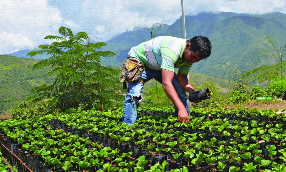 Cocaleros yungueños se replantean haber optado por el monocultivo