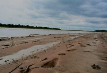 La merma de los peces mata la subsistencia en el Pilcomayo